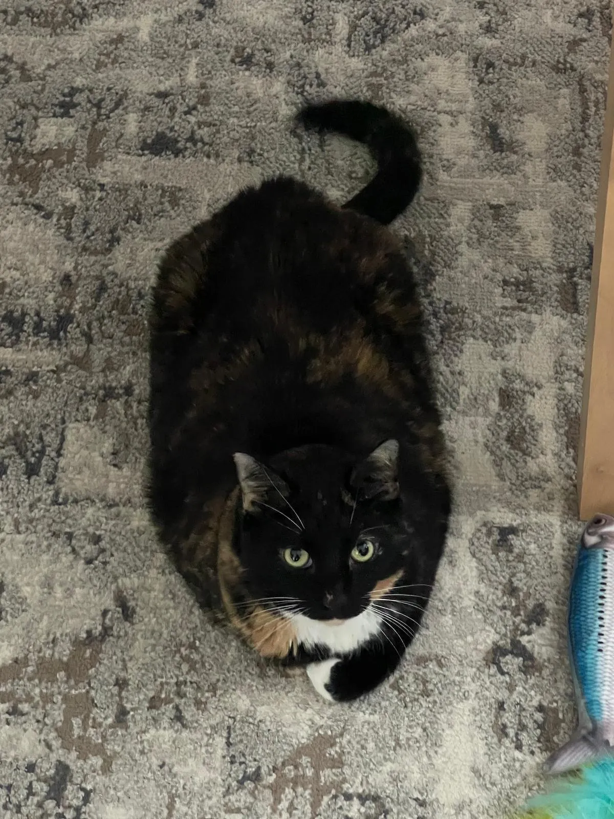 Calico cat named Kiki! My calico cat loaf